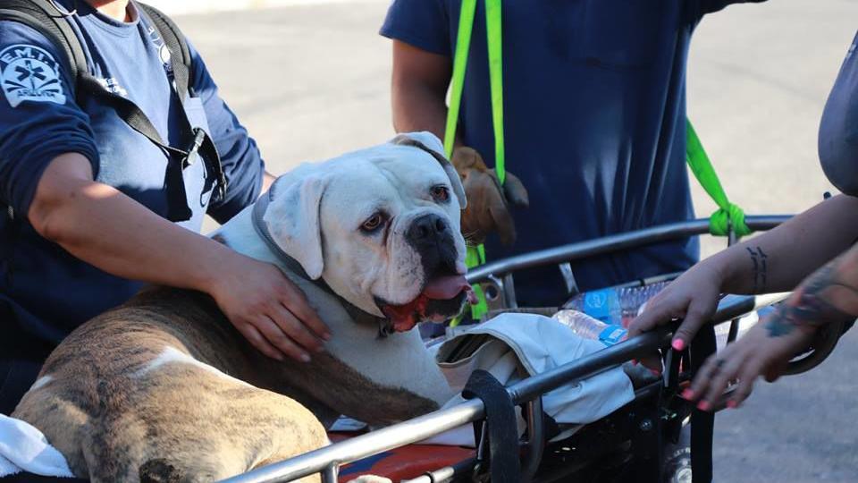 Firefighters rescue exhausted dog from Madera Canyon
